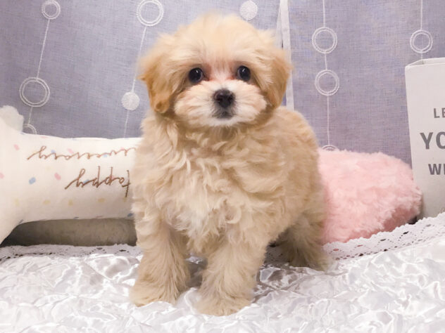 愛知県のハーフ犬・ミックス犬 (アミーゴ知立店/2026年8月18日生まれ/女の子/クリーム)の子犬の1枚目の画像