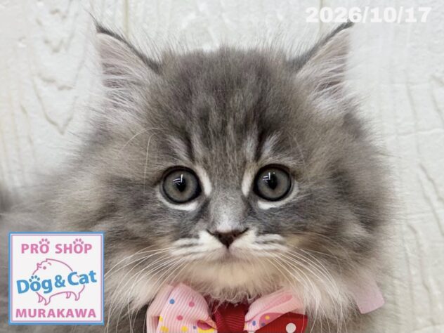 広島県のマンチカン (アミーゴ大町店/2026年8月9日生まれ/女の子/ブルーパッチドタビー)の子猫の1枚目の画像