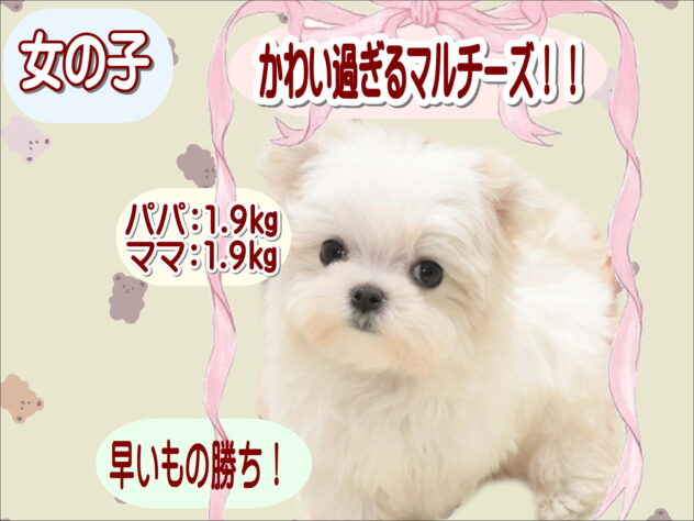 大阪府のマルチーズ (アミーゴ鳳店/2026年8月19日生まれ/女の子/ホワイト)の子犬の1枚目の画像