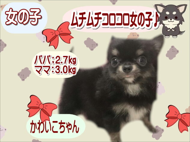 大阪府のチワワ(ロング) (アミーゴ鳳店/2026年8月4日生まれ/女の子/ブラックタンホワイト)の子犬の1枚目の画像