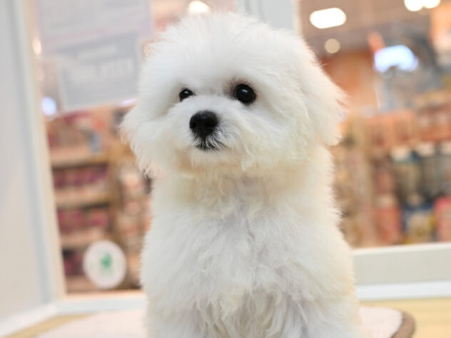 岡山県のビションフリーゼ (アミーゴ大安寺店/2026年7月13日生まれ/女の子/ホワイト)の子犬の2枚目の画像