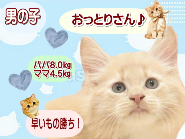 大阪府のメインクーン (アミーゴ鳳店/2026年8月11日生まれ/男の子/クリームタビー)の子猫の1枚目の画像