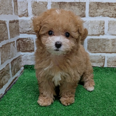 大阪府のハーフ犬・ミックス犬 (アミーゴ高槻店/2026年8月17日生まれ/女の子/アプリコット)の子犬の1枚目の画像