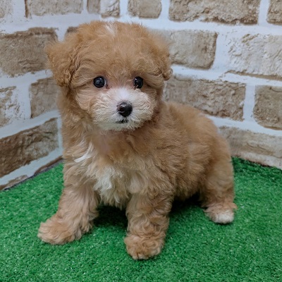 大阪府のハーフ犬・ミックス犬 (アミーゴ高槻店/2026年8月17日生まれ/女の子/アプリコット)の子犬の2枚目の画像