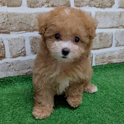 大阪府のハーフ犬・ミックス犬 (アミーゴ高槻店/2026年8月17日生まれ/女の子/アプリコット)の子犬の3枚目の画像