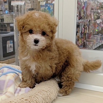 大阪府のハーフ犬・ミックス犬 (アミーゴ高槻店/2026年8月17日生まれ/女の子/アプリコット)の子犬の4枚目の画像