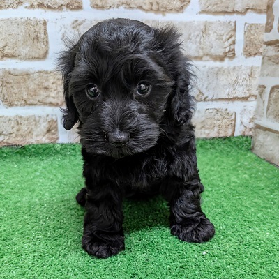 大阪府のハーフ犬・ミックス犬 (アミーゴ高槻店/2026年8月17日生まれ/女の子/ブラック)の子犬の2枚目の画像