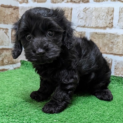 大阪府のハーフ犬・ミックス犬 (アミーゴ高槻店/2026年8月17日生まれ/女の子/ブラック)の子犬の1枚目の画像