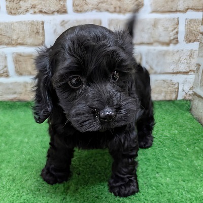 大阪府のハーフ犬・ミックス犬 (アミーゴ高槻店/2026年8月17日生まれ/女の子/ブラック)の子犬の3枚目の画像
