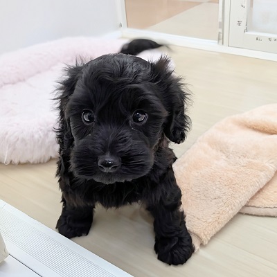 大阪府のハーフ犬・ミックス犬 (アミーゴ高槻店/2026年8月17日生まれ/女の子/ブラック)の子犬の4枚目の画像