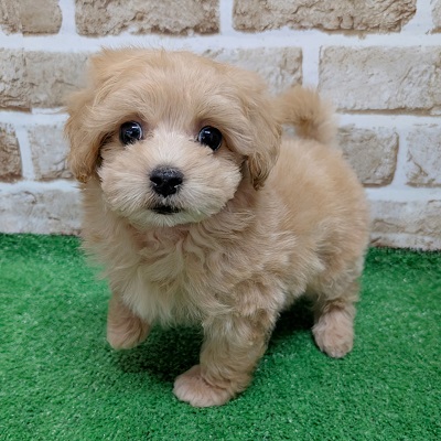 大阪府のハーフ犬・ミックス犬 (アミーゴ高槻店/2026年8月20日生まれ/男の子/クリーム)の子犬の2枚目の画像