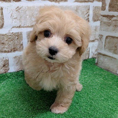 大阪府のハーフ犬・ミックス犬 (アミーゴ高槻店/2026年8月20日生まれ/男の子/クリーム)の子犬の1枚目の画像