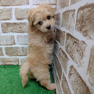 大阪府のハーフ犬・ミックス犬 (アミーゴ高槻店/2026年8月20日生まれ/男の子/クリーム)の子犬の3枚目の画像