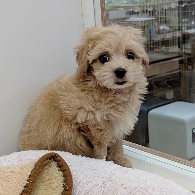 大阪府のハーフ犬・ミックス犬 (アミーゴ高槻店/2026年8月20日生まれ/男の子/クリーム)の子犬の4枚目の画像