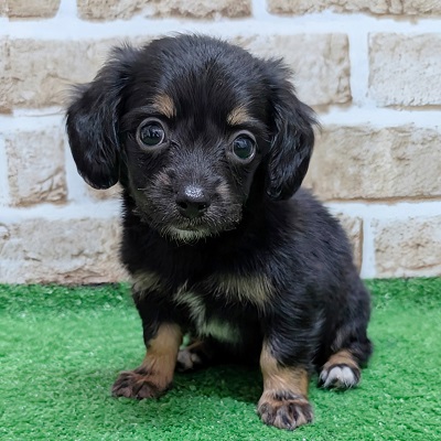 大阪府のハーフ犬・ミックス犬 (アミーゴ高槻店/2026年8月20日生まれ/女の子/ブラックタン)の子犬の1枚目の画像