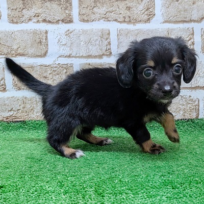 大阪府のハーフ犬・ミックス犬 (アミーゴ高槻店/2026年8月20日生まれ/女の子/ブラックタン)の子犬の2枚目の画像
