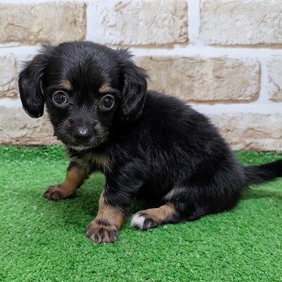 大阪府のハーフ犬・ミックス犬 (アミーゴ高槻店/2026年8月20日生まれ/女の子/ブラックタン)の子犬の3枚目の画像