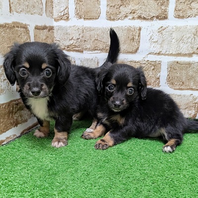 大阪府のハーフ犬・ミックス犬 (アミーゴ高槻店/2026年8月20日生まれ/女の子/ブラックタン)の子犬の4枚目の画像