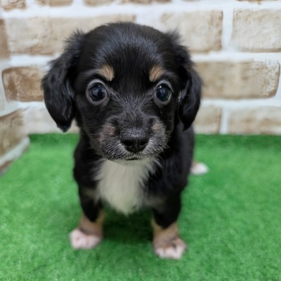 大阪府のハーフ犬・ミックス犬 (アミーゴ高槻店/2026年8月20日生まれ/男の子/ブラックタンホワイト)の子犬の2枚目の画像