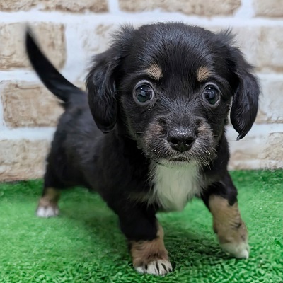 大阪府のハーフ犬・ミックス犬 (アミーゴ高槻店/2026年8月20日生まれ/男の子/ブラックタンホワイト)の子犬の1枚目の画像