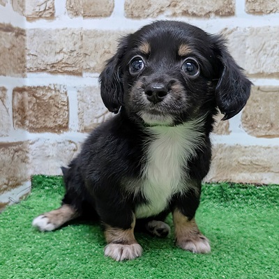 大阪府のハーフ犬・ミックス犬 (アミーゴ高槻店/2026年8月20日生まれ/男の子/ブラックタンホワイト)の子犬の3枚目の画像