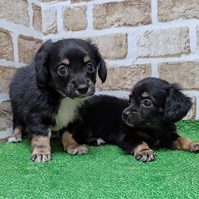 大阪府のハーフ犬・ミックス犬 (アミーゴ高槻店/2026年8月20日生まれ/男の子/ブラックタンホワイト)の子犬の4枚目の画像