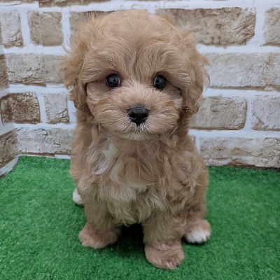 大阪府のハーフ犬・ミックス犬 (アミーゴ高槻店/2026年8月25日生まれ/男の子/クリーム)の子犬の1枚目の画像