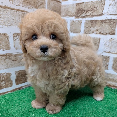 大阪府のハーフ犬・ミックス犬 (アミーゴ高槻店/2026年8月25日生まれ/男の子/クリーム)の子犬の2枚目の画像