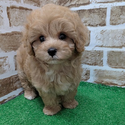 大阪府のハーフ犬・ミックス犬 (アミーゴ高槻店/2026年8月25日生まれ/男の子/クリーム)の子犬の3枚目の画像