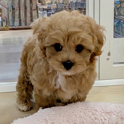 大阪府のハーフ犬・ミックス犬 (アミーゴ高槻店/2026年8月25日生まれ/男の子/クリーム)の子犬の4枚目の画像