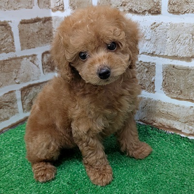 大阪府のトイプードル(トイ) (アミーゴ高槻店/2026年8月25日生まれ/女の子/レッドフォーン)の子犬の2枚目の画像