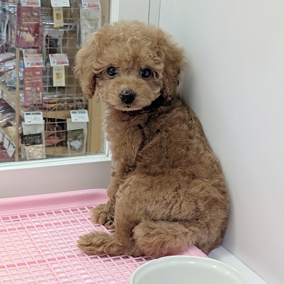 大阪府のトイプードル(トイ) (アミーゴ高槻店/2026年8月25日生まれ/女の子/レッドフォーン)の子犬の4枚目の画像