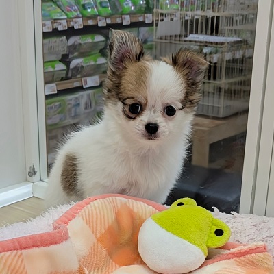 大阪府のチワワ(ロング) (アミーゴ高槻店/2026年8月3日生まれ/女の子/ホワイトレッド)の子犬の4枚目の画像