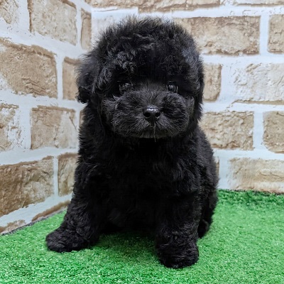 大阪府のトイプードル(トイ) (アミーゴ高槻店/2026年8月3日生まれ/男の子/ブラック)の子犬の1枚目の画像
