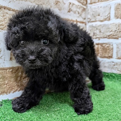 大阪府のトイプードル(トイ) (アミーゴ高槻店/2026年8月3日生まれ/男の子/ブラック)の子犬の3枚目の画像