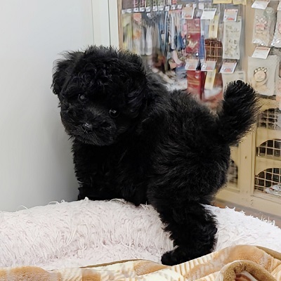大阪府のトイプードル(トイ) (アミーゴ高槻店/2026年8月3日生まれ/男の子/ブラック)の子犬の4枚目の画像