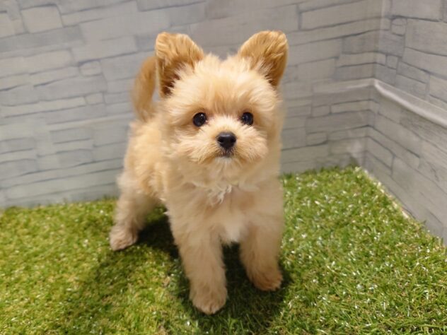 新潟県のハーフ犬・ミックス犬 (アミーゴ新発田店/2026年7月20日生まれ/男の子/クリーム)の子犬の1枚目の画像
