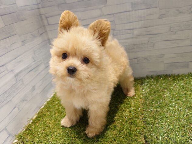 新潟県のハーフ犬・ミックス犬 (アミーゴ新発田店/2026年7月20日生まれ/男の子/クリーム)の子犬の2枚目の画像