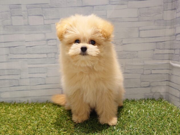 新潟県のハーフ犬・ミックス犬 (アミーゴ新発田店/2026年7月18日生まれ/男の子/アプリコット)の子犬の1枚目の画像