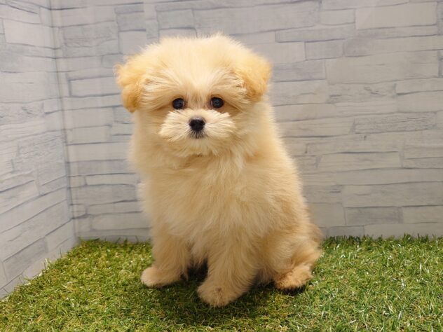 新潟県のハーフ犬・ミックス犬 (アミーゴ新発田店/2026年7月18日生まれ/男の子/アプリコット)の子犬の2枚目の画像