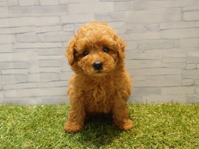 新潟県のトイプードル(トイ) (アミーゴ新発田店/2026年8月4日生まれ/男の子/レッド)の子犬の1枚目の画像