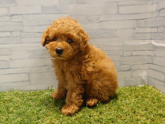 新潟県のトイプードル(トイ) (アミーゴ新発田店/2026年8月4日生まれ/男の子/レッド)の子犬の2枚目の画像