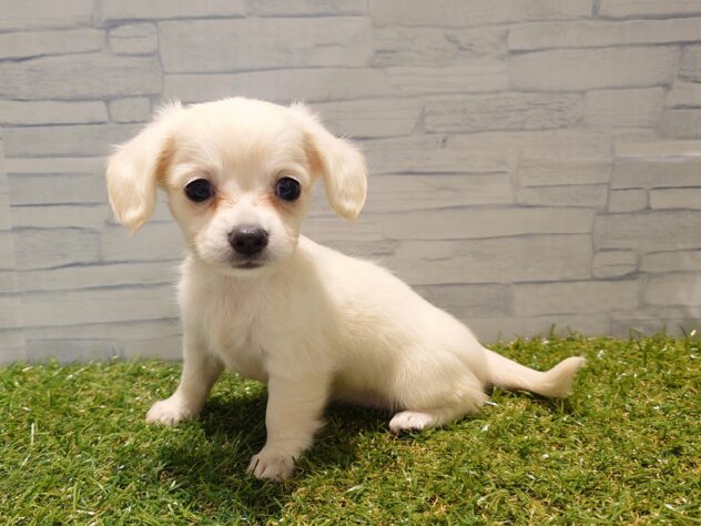 新潟県のハーフ犬・ミックス犬 (アミーゴ新発田店/2026年8月4日生まれ/女の子/イエロー)の子犬の2枚目の画像