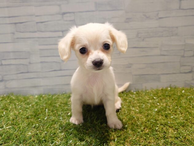 新潟県のハーフ犬・ミックス犬 (アミーゴ新発田店/2026年8月4日生まれ/女の子/イエロー)の子犬の1枚目の画像