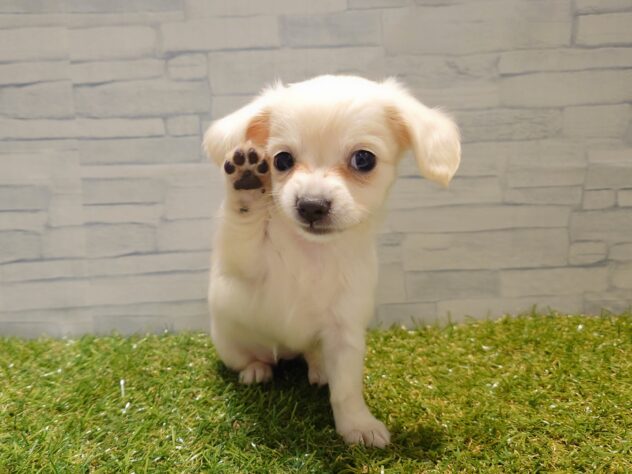 新潟県のハーフ犬・ミックス犬 (アミーゴ新発田店/2026年8月4日生まれ/女の子/イエロー)の子犬の3枚目の画像