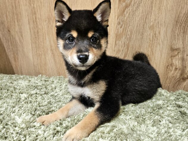 広島県の豆柴 (アミーゴ広島商工センター店/2026年7月11日生まれ/女の子/黒)の子犬の1枚目の画像