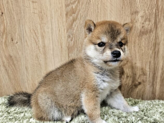 広島県の豆柴 (アミーゴ広島商工センター店/2026年8月11日生まれ/男の子/赤)の子犬の2枚目の画像