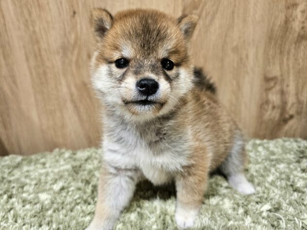 広島県の豆柴 (アミーゴ広島商工センター店/2026年8月11日生まれ/男の子/赤)の子犬の1枚目の画像