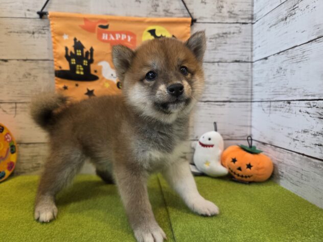 広島県の柴犬(標準サイズ) (アミーゴ五日市店/2026年8月8日生まれ/男の子/赤)の子犬の1枚目の画像