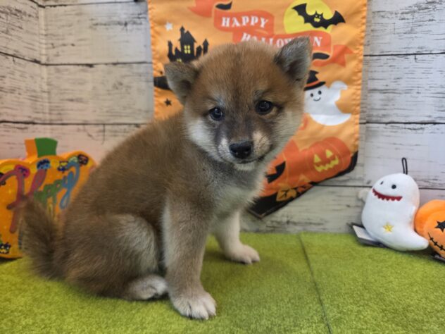 広島県の柴犬(標準サイズ) (アミーゴ五日市店/2026年8月8日生まれ/男の子/赤)の子犬の3枚目の画像